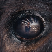 兽性 Animale