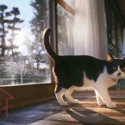 猫物件 ねこ物件