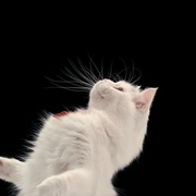 喵星人的奇思妙想 Inside the Mind of a Cat