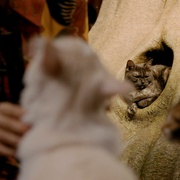 喵星人的奇思妙想 Inside the Mind of a Cat