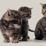 喵星人的奇思妙想 Inside the Mind of a Cat