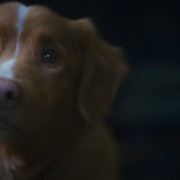 点击查看图片 好狗狗 Good Boy