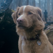 点击查看图片 好狗狗 Good Boy