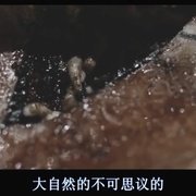 点击查看图片 死胎 Nati Morti