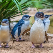 企鹅家族 Penguins: Meet the Family