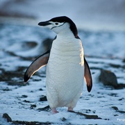 企鹅家族 Penguins: Meet the Family