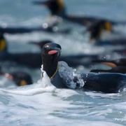 企鹅家族 Penguins: Meet the Family