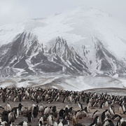 企鹅家族 Penguins: Meet the Family