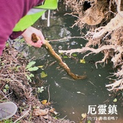 寻踪迷镇 Shelby Oaks