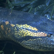 狂蟒之灾 Anaconda