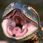 狂蟒之灾 Anaconda