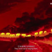 与象同行