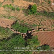 与象同行