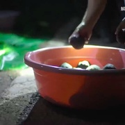 与象同行