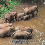 与象同行
