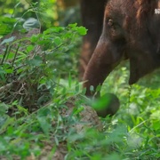 与象同行
