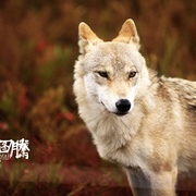 狼图腾