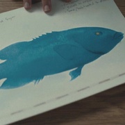 蓝背鱼 Blueback