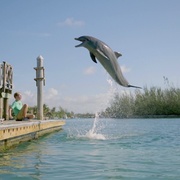 海豚踢 Dolphin Kick