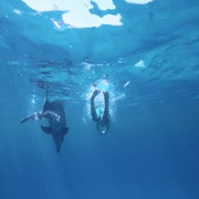 海豚踢 Dolphin Kick