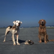看狗在说话之旧金山历险记 Homeward Bound II: Lost in San Francisco