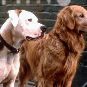 看狗在说话之旧金山历险记 Homeward Bound II: Lost in San Francisco
