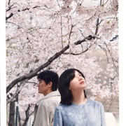 春逝 봄날은 간다