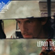 柠檬树 Lemon Tree