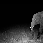 追寻幽灵大象 Ghost Elephants