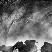 追寻幽灵大象 Ghost Elephants