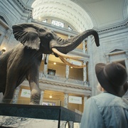 追寻幽灵大象 Ghost Elephants