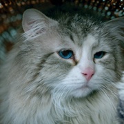 九条命 Nine Lives