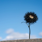 恶之华 惡の華