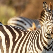 生灵奇旅 Incredible Animal Journeys