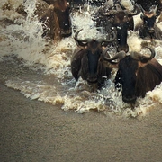 生灵奇旅 Incredible Animal Journeys