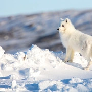 生灵奇旅 Incredible Animal Journeys