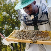蜜蜂的秘密 Secrets of the Bees
