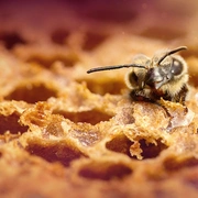 蜜蜂的秘密 Secrets of the Bees