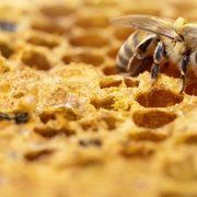 蜜蜂的秘密 Secrets of the Bees