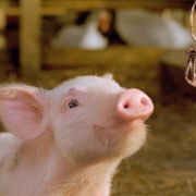 夏洛特的网 Charlotte's Web