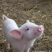 夏洛特的网 Charlotte's Web