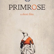樱花草 Primrose