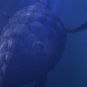 深海巨灵大海龟 The Bermuda Depths