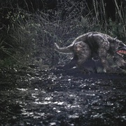 塔斯马尼亚恶魔 Tasmanian Devils