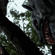 塔斯马尼亚恶魔 Tasmanian Devils