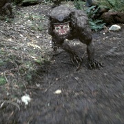 塔斯马尼亚恶魔 Tasmanian Devils
