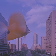 热带鱼 熱帶魚
