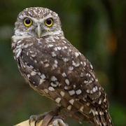 我爱猫头鹰 Hoot