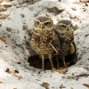 我爱猫头鹰 Hoot
