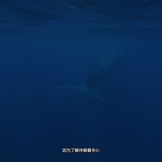 塑料海洋 A Plastic Ocean
